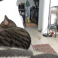 Frankie Frankie