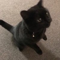 Maggie Moo Maggie Moo