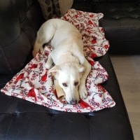 Bella Bella
