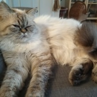 Nula Nula