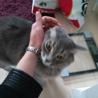Mishu Mishu