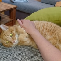Simba Simba