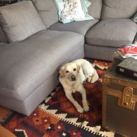 Simba Simba