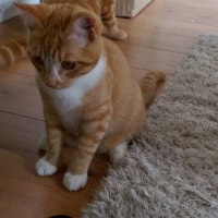 George, Teddy George, Teddy
