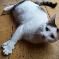 Sultan Sultan