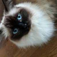 Sultan Sultan