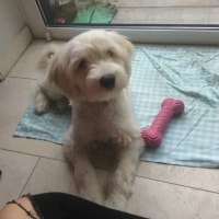 Lino Lino