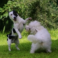 Lucy, Harper Lucy, Harper