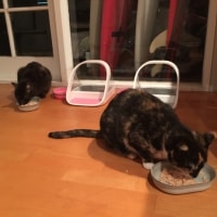 Kimbra, Nikita (Kita) Kimbra, Nikita (Kita)