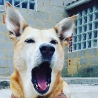 Una Una