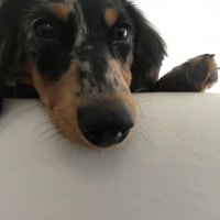 Jax Jax