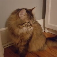 Ellie Ellie