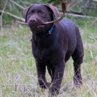 Toby Toby