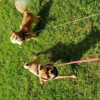 Alvin, Bowser Alvin, Bowser