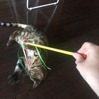 Nala Nala