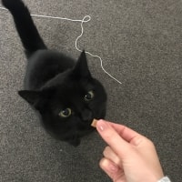 Maggie Moo Maggie Moo