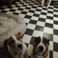 Texas, Molly Texas, Molly