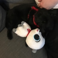 Mickey Mickey