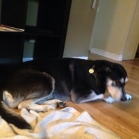 Scamp Scamp