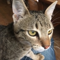 Angela Angela