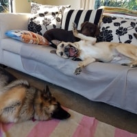 Sven, Toby Sven, Toby