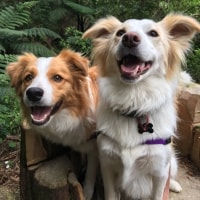 Atlas, Poppy Atlas, Poppy