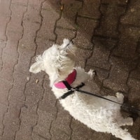 Narla Narla
