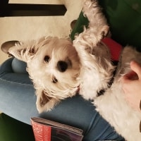 Narla Narla