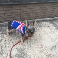 Gizmo Gizmo