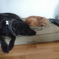 Chili, Amse Chili, Amse