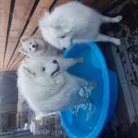Kobe, Kiara, Snow Kobe, Kiara, Snow