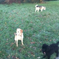 Smokey, Bandit, Bailey Smokey, Bandit, Bailey