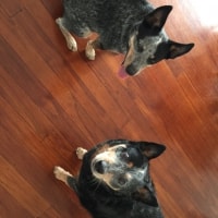 Pepper, Indy Pepper, Indy