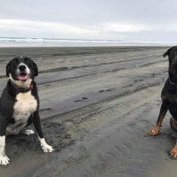 Ruby, Big Dog Ruby, Big Dog