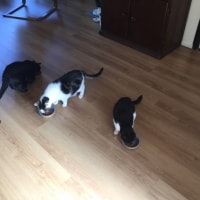 Loekie, Shiva, Porthos Loekie, Shiva, Porthos