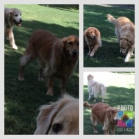 Bosley, Rubi And Ruger And The Cats Are Monty And Holmes. Bosley, Rubi And Ruger And The Cats Are Monty And Holmes.