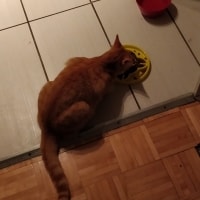 Tika Tika