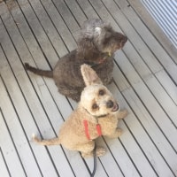 Phoebe, Scout Phoebe, Scout