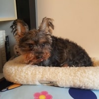 Gizmo Gizmo