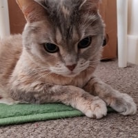 Peppercorn Peppercorn