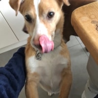 Ringo Ringo