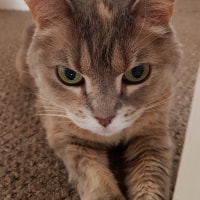 Peppercorn Peppercorn