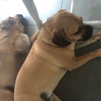Eddie, Charlie Eddie, Charlie