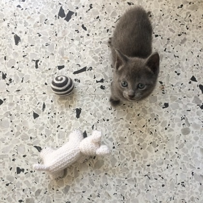 Male Cat Getting Desexed Male Cat Getting Desexed